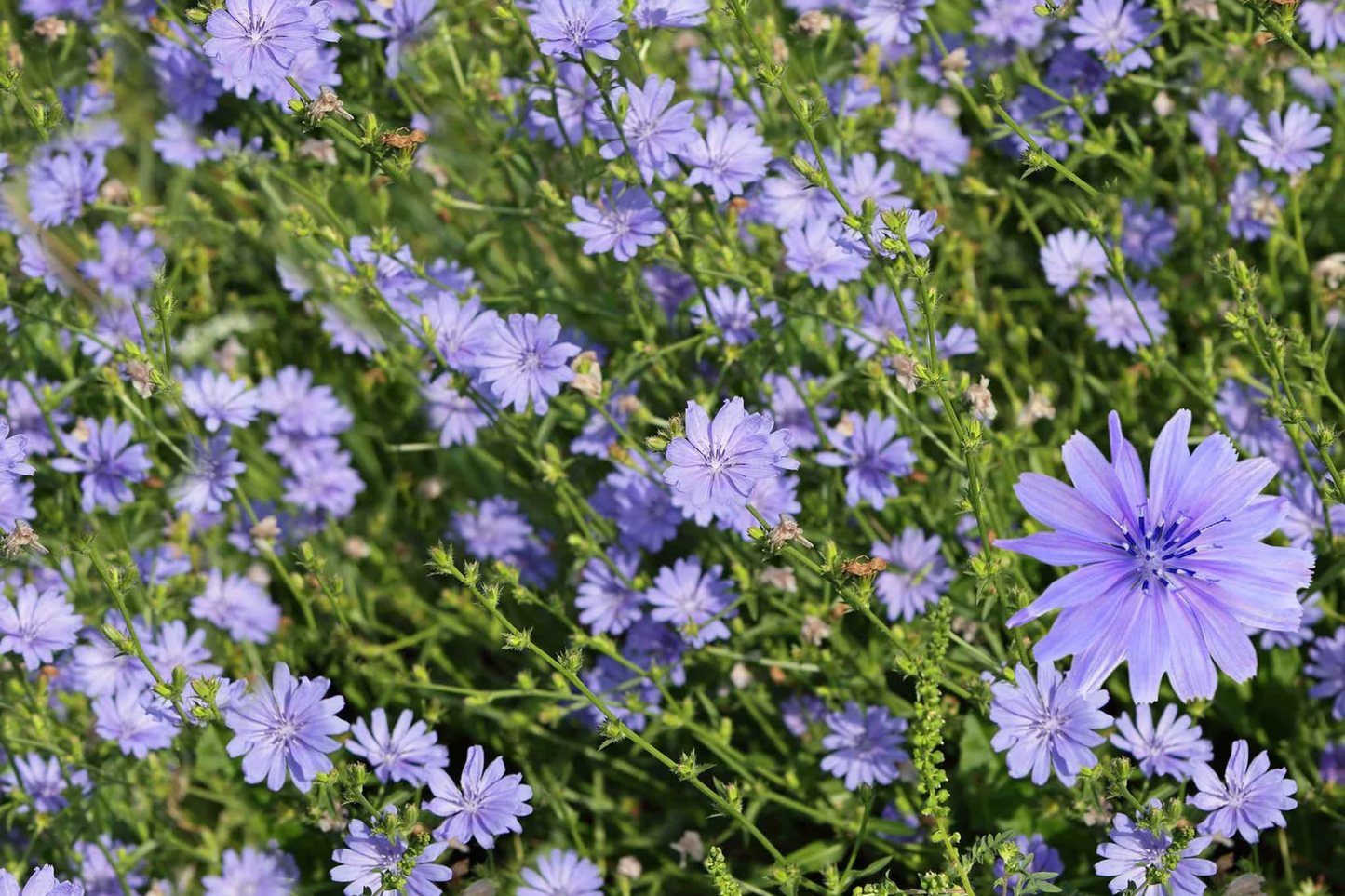 Chicory Seeds - Non-GMO, Heirloom Variety - Cichorium intybus - Organic Seed Store