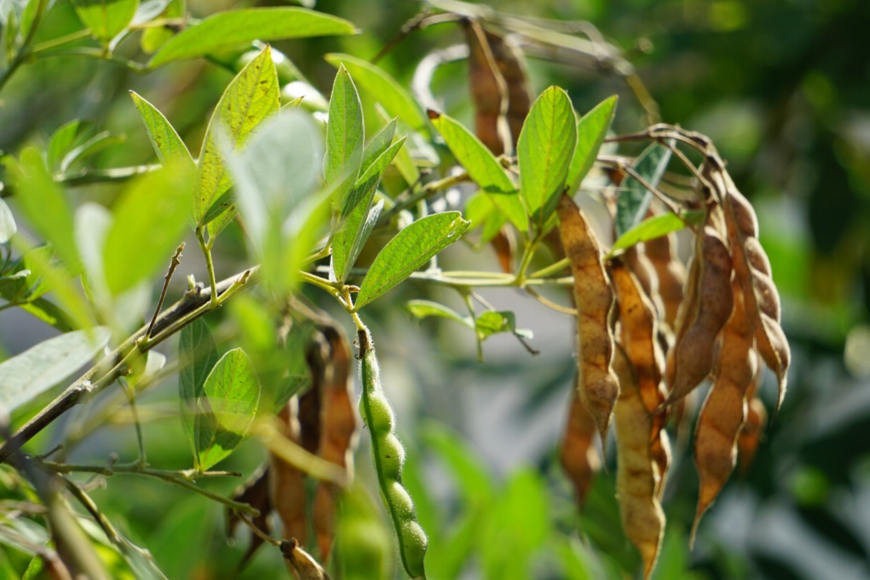 garden seeds for florida Organic Pigeon Pea Seeds, 20+ Heirloom Gandules, Rare Florida-Grown  Variety, Cajanus cajan – Jayme Garden