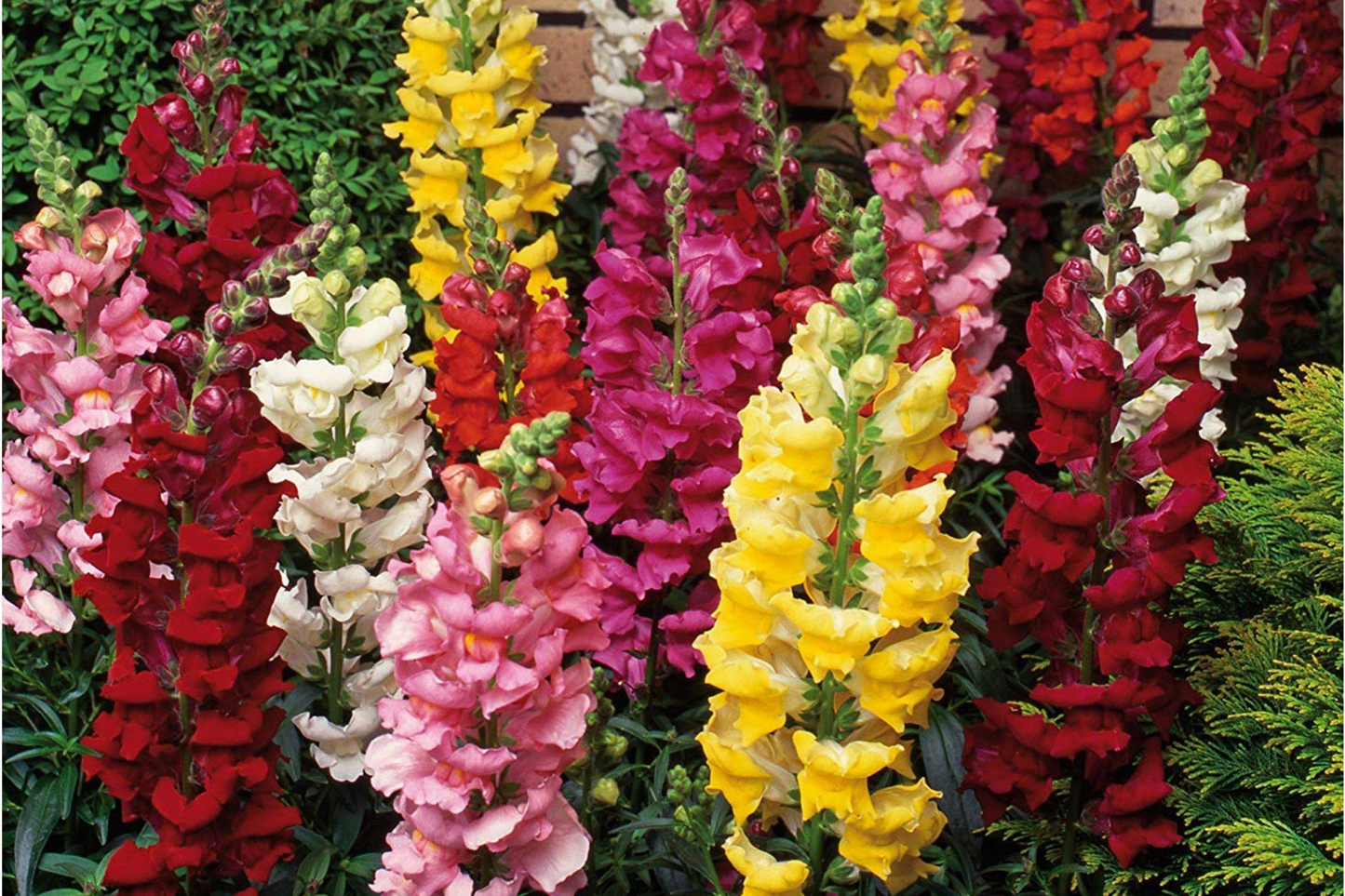 Magic Carpet Mix Snapdragon Seeds | Heirloom Edible Flowers | Antirrhinum majus | Free Shipping