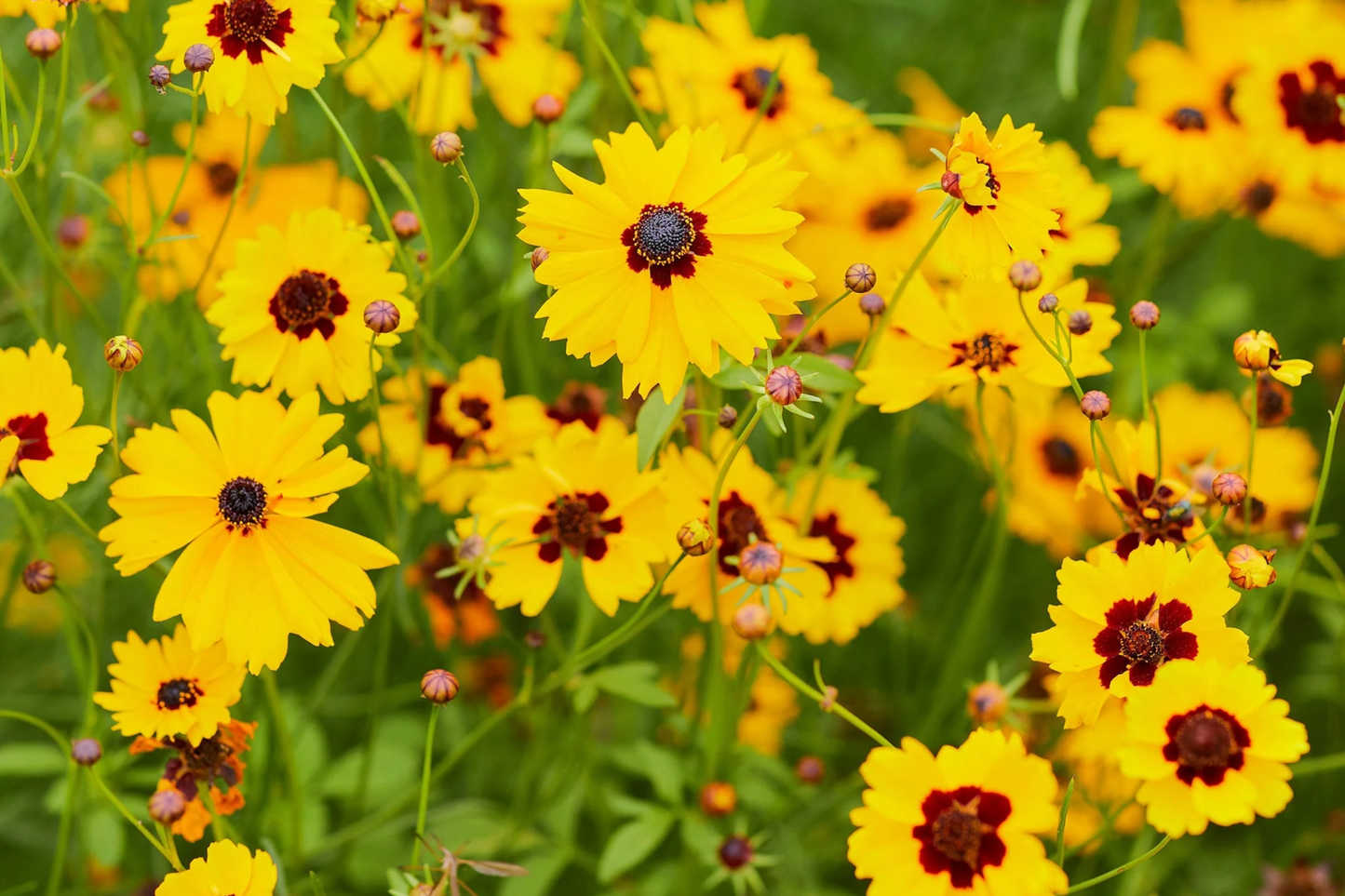Plains Coreopsis Seeds | Non-GMO | Wildflower Variety | Coreopsis tinctoria | Bulk Seed Pack