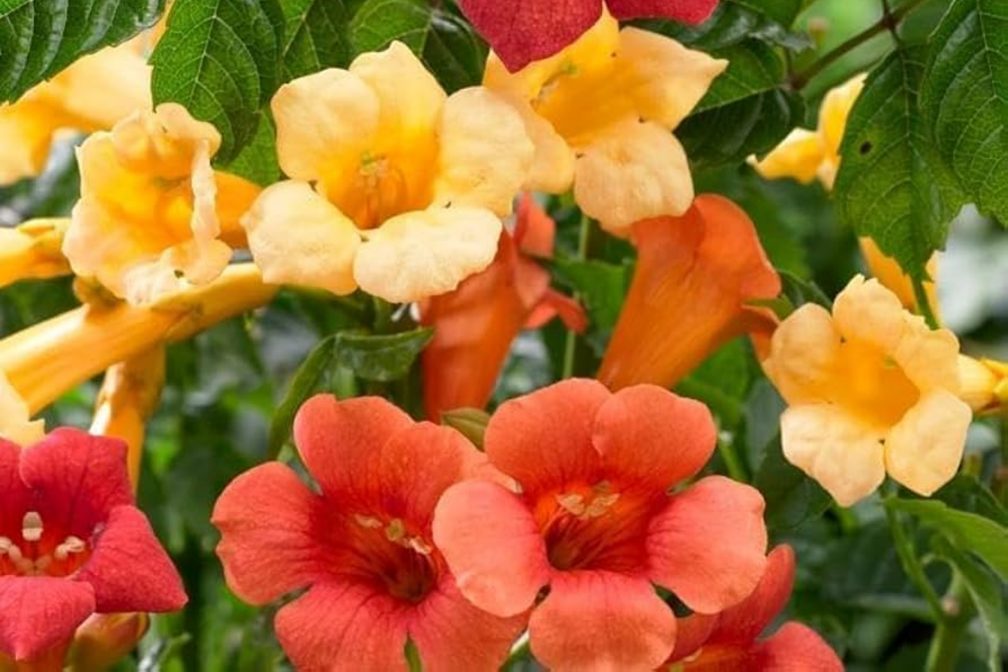 Hummingbird Trumpet Vine Seeds - 20+ Premium Seeds - Campsis radicans - Vibrant Orange Flowers for Garden Attraction