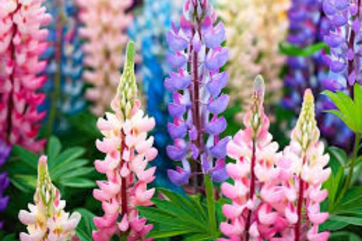 Pixie Delight Lupine Seeds - Non-GMO - Colorful Flower Variety - Lupinus polyphyllus - 1253