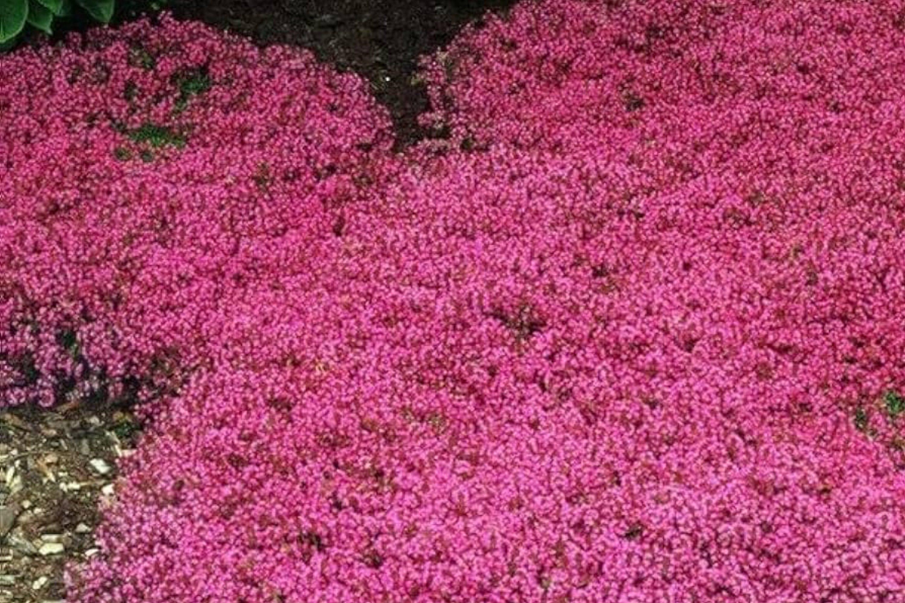 Red Creeping Thyme Seeds - 20000+ Non-GMO Perennial Ground Cover Plant