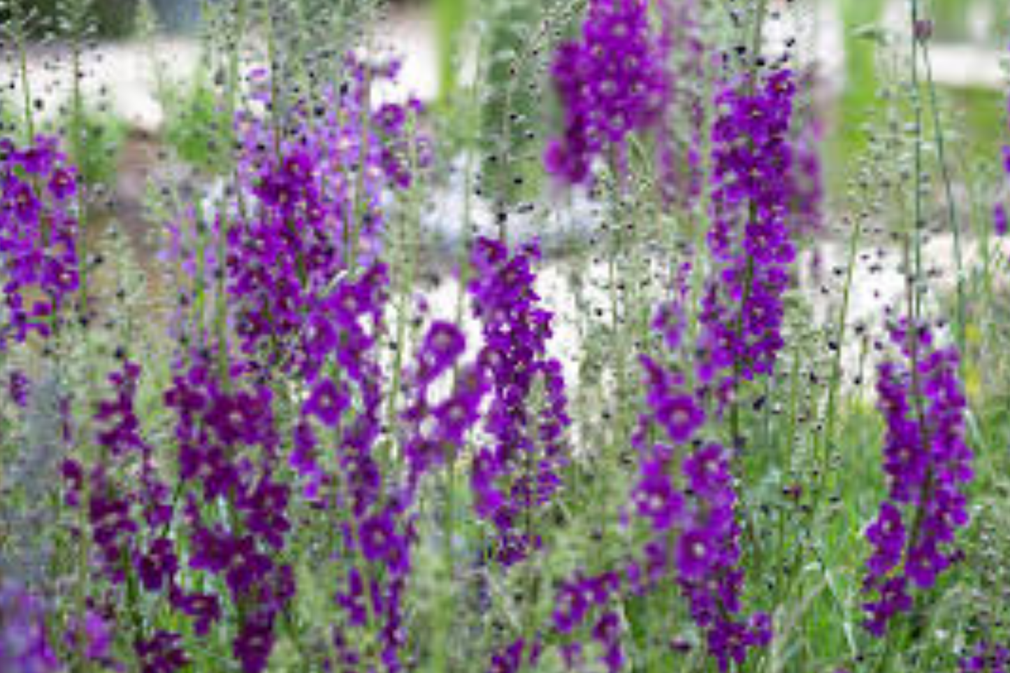 Verbascum Seeds - Purple Mullein Hybrids Mix - Flower Seeds (Verbascum)