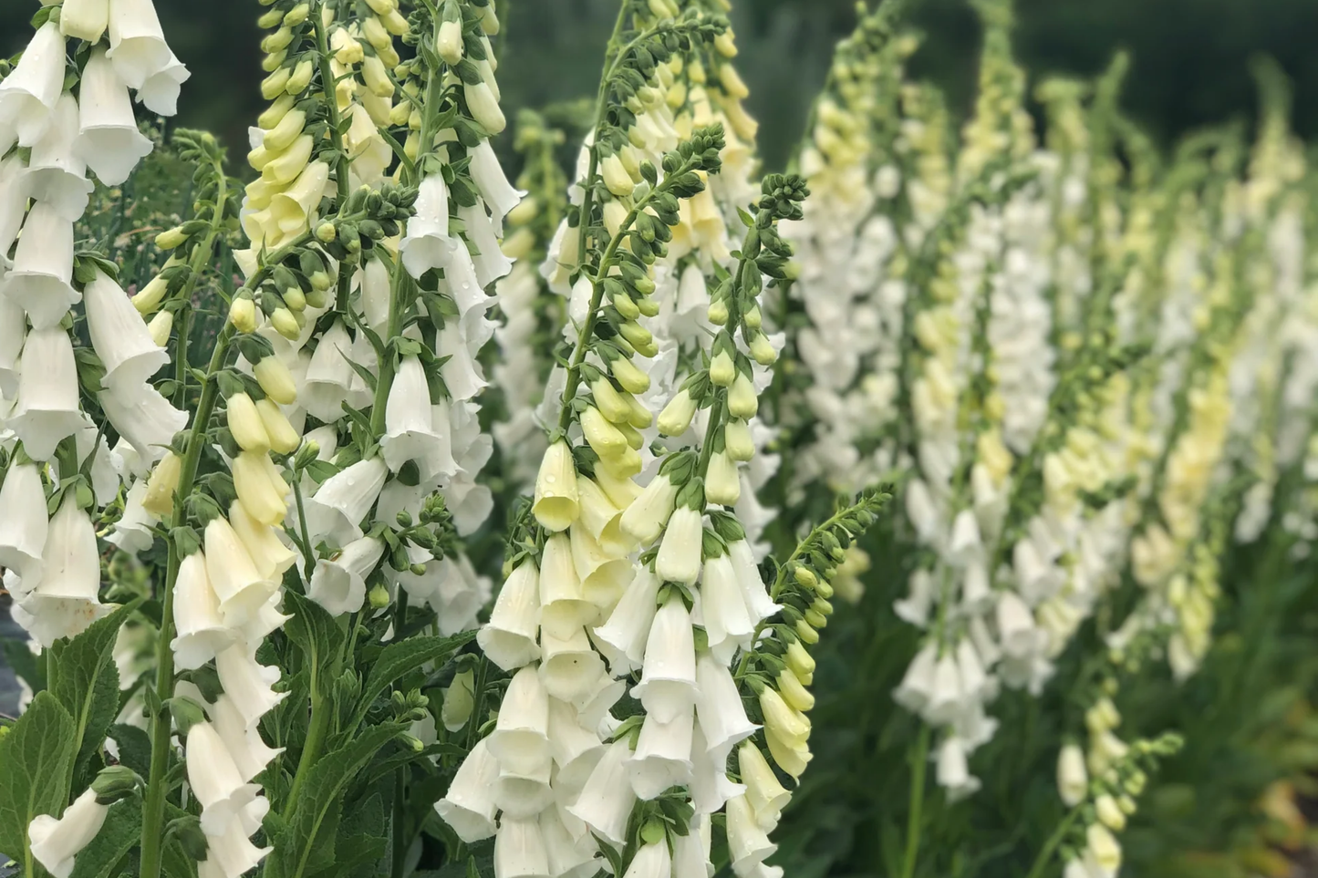 Alba Foxglove Seeds | Non-GMO | Digitalis purpurea | Flower Seeds for Garden