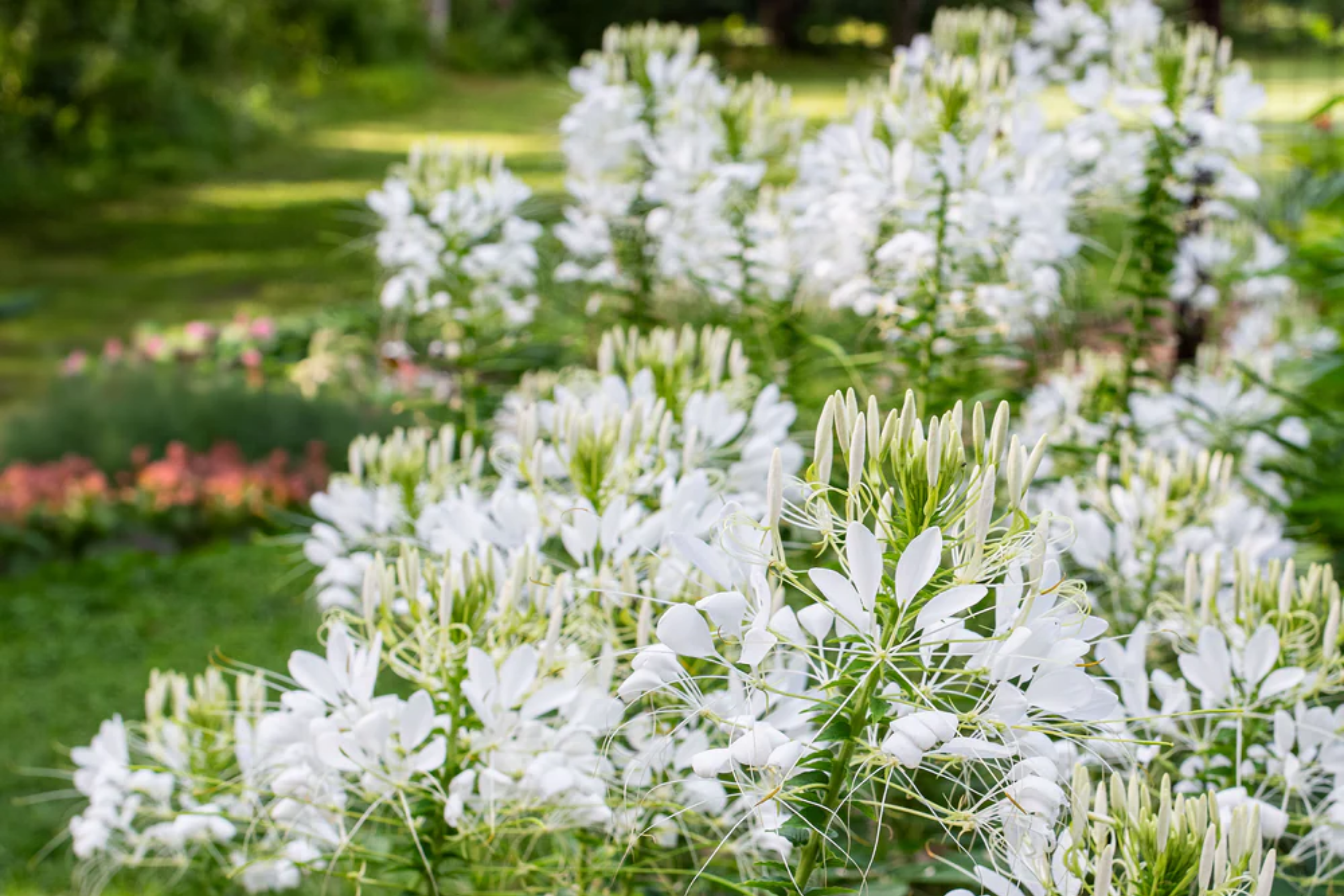 flower seeds free shipping Cleome Seeds | Non-GMO White Queen Variety | Flower Seeds | Free Shipping