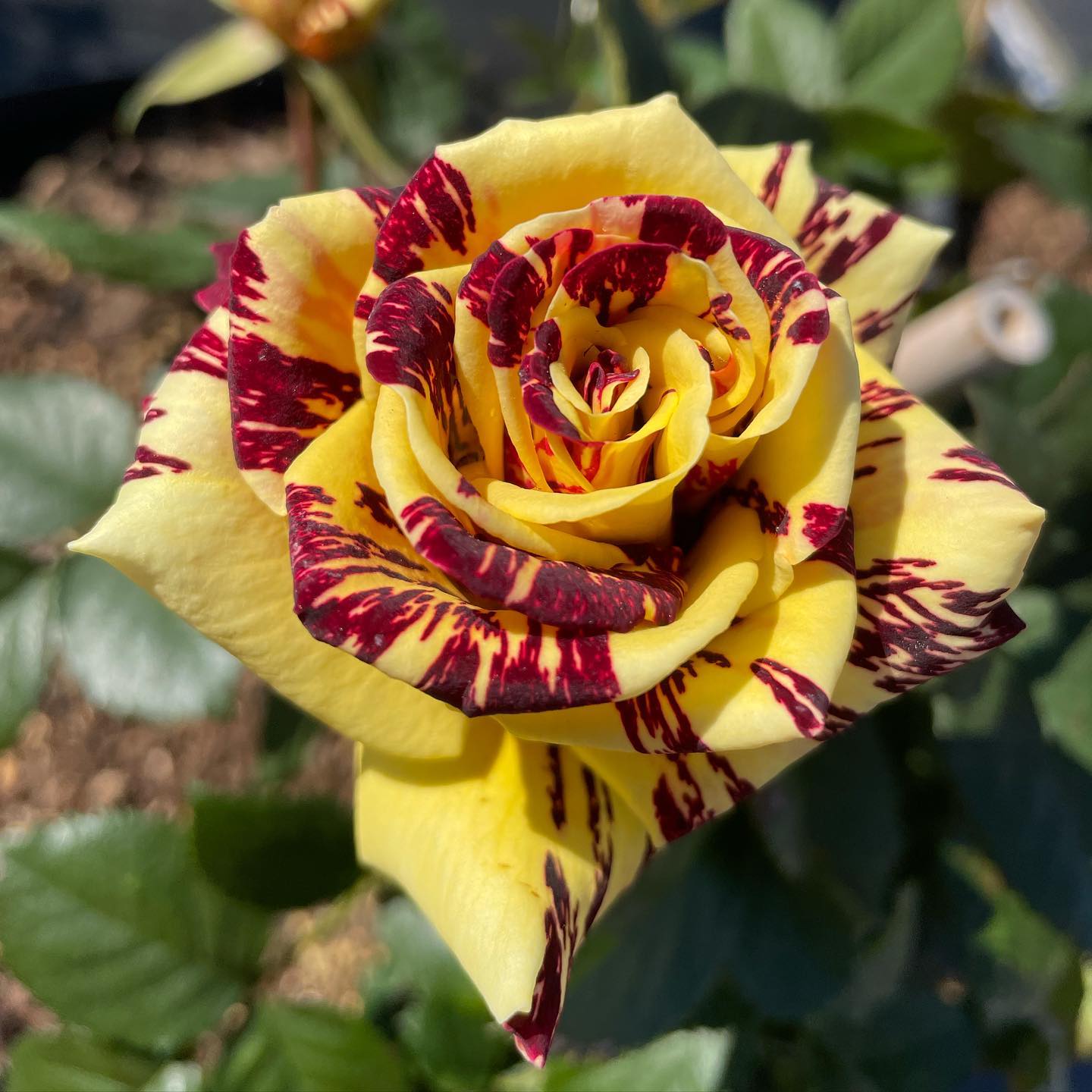 1 Simsalabim Rose Bush | Bare Root Live Starter Plant | Rare Bi-Color Rose β Red & Yellow Striped Hybrid Tea Rose