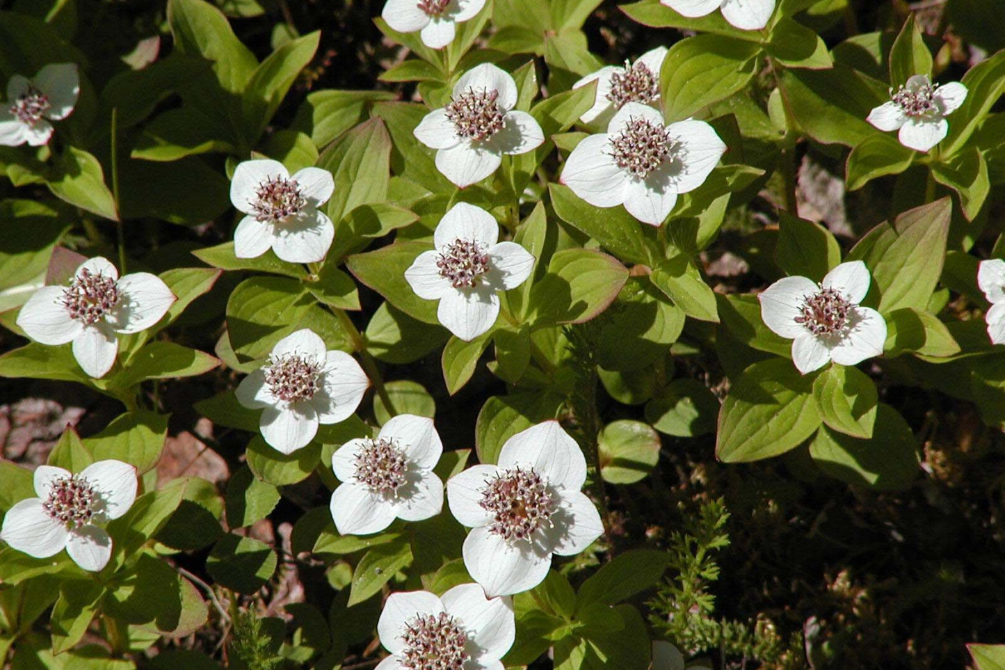 Creeping Dogwood Seeds, Showy Edible Bunchberry, Cornus canadensis, Perennial Ground Cover for Gardens