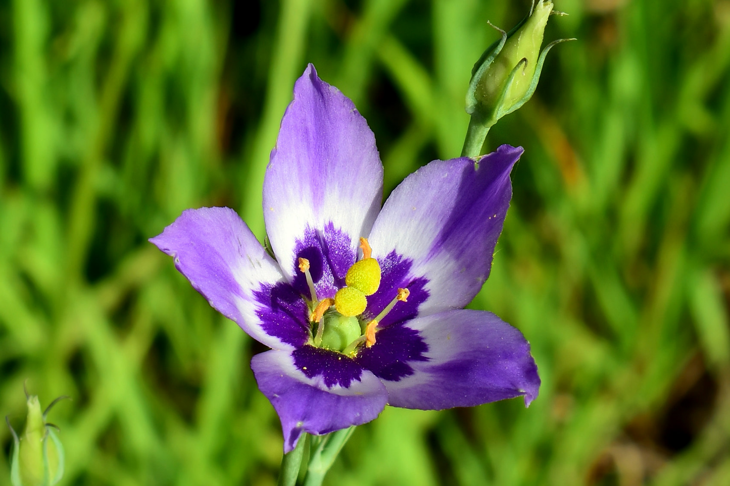 Eustoma Seeds - Tularosa Basin Variety - Desert Marsh Gentian Flowering Plant - Eustoma exaltatum