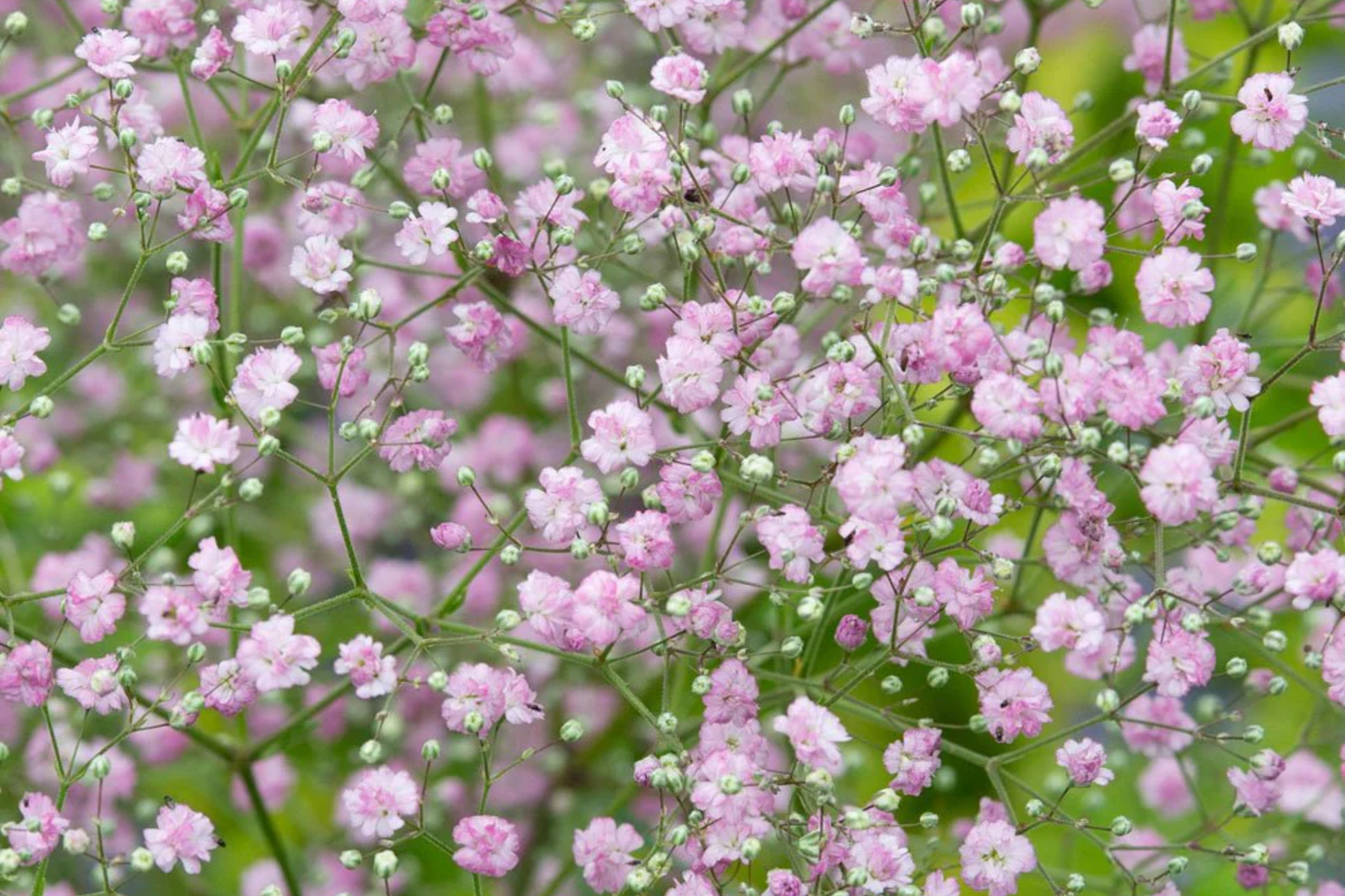 Pink Baby's Breath Seeds - Non-GMO Flower Seeds - Gypsophila paniculata - Easy to Grow Garden Seeds - Free Shipping