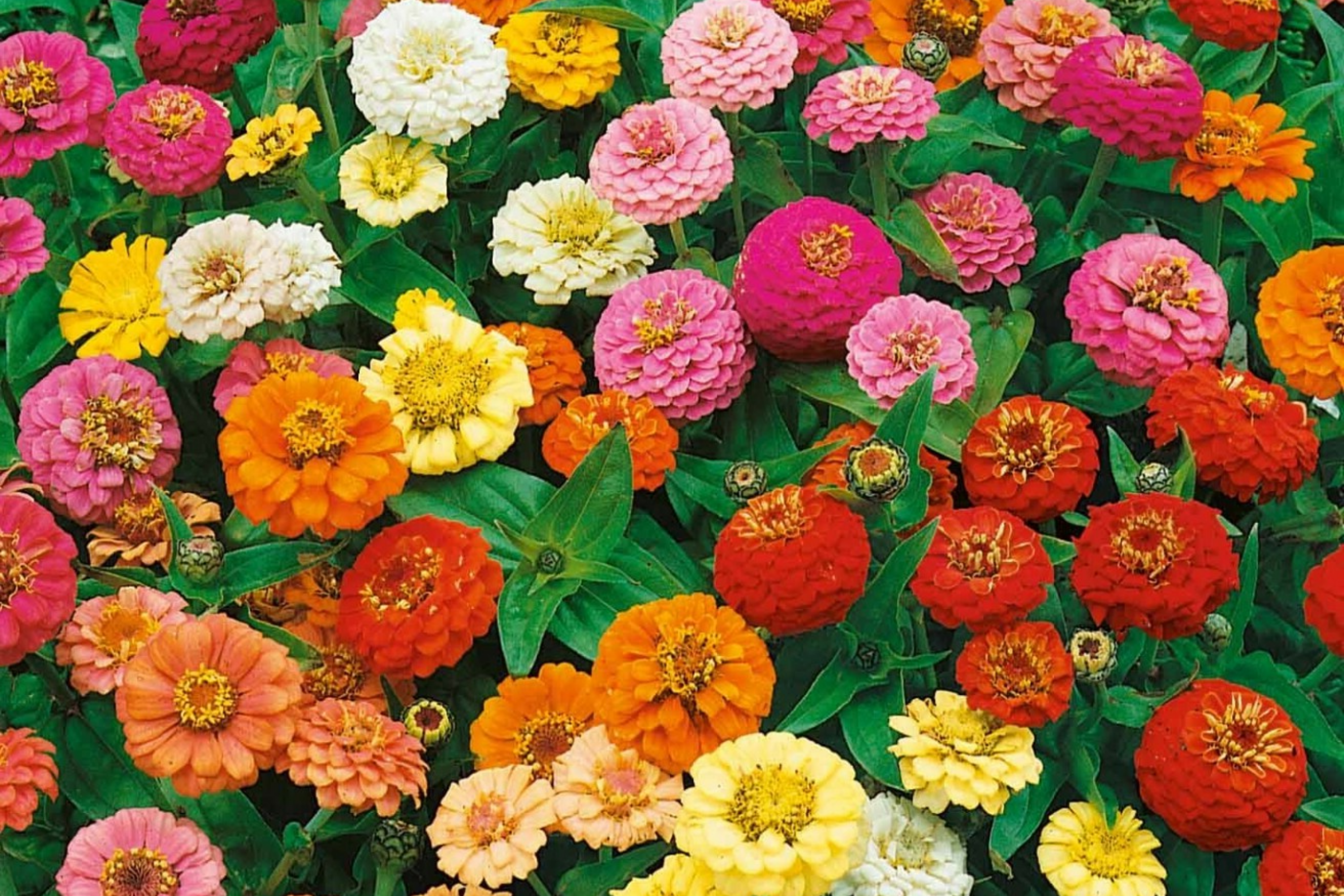 edible beauties flower mix seeds Calendula Seeds - Pacific Beauty Mix - Heirloom Edible Flowers - Free  Shipping