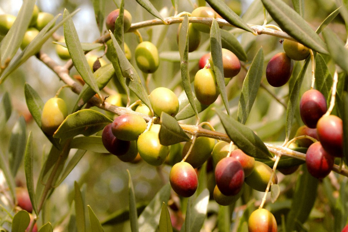 Canino Olive Tree Seeds | Italian Virgin Oil Variety | Perennial Seeds for Home Gardening | Olea europaea