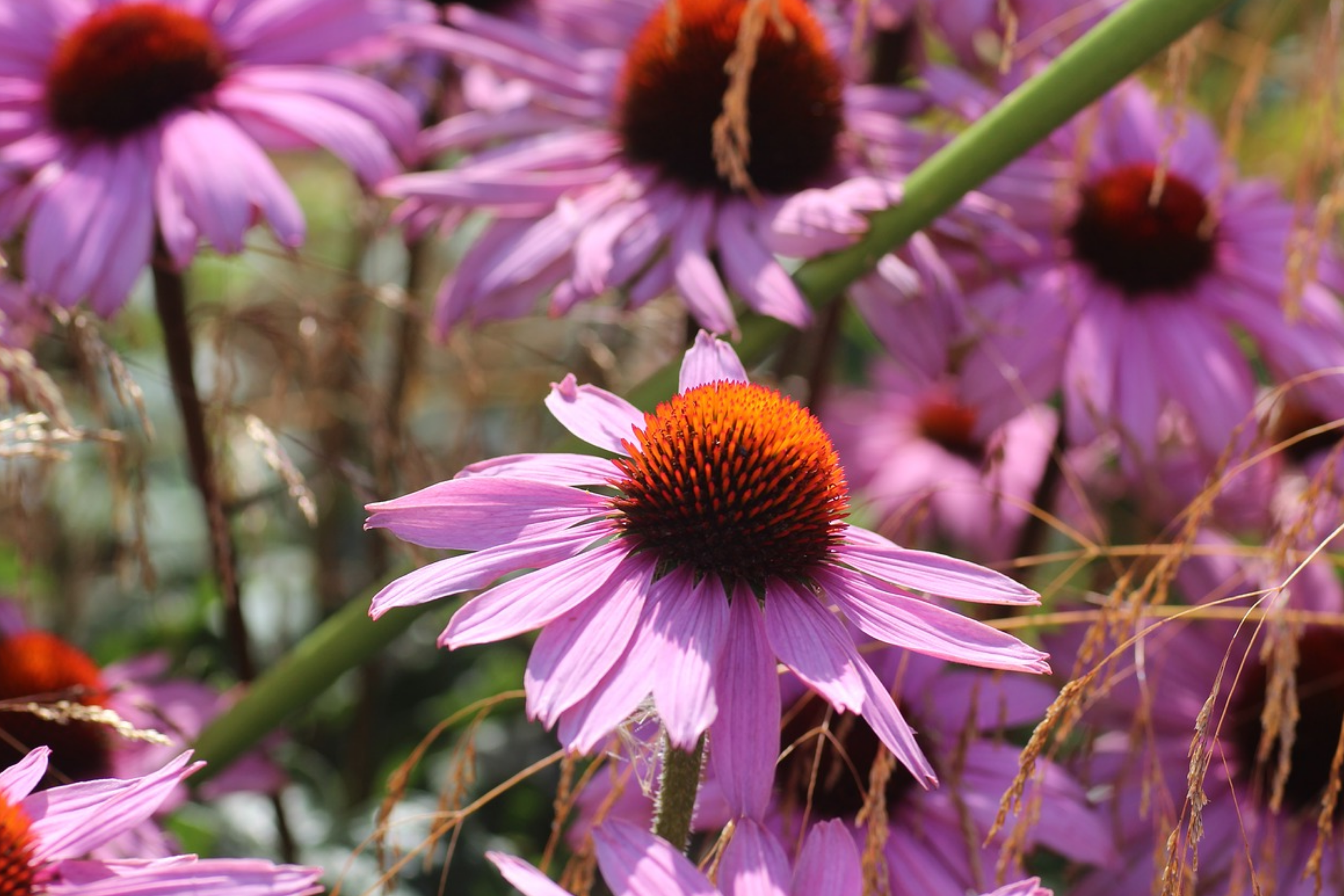 twin flower seeds Echinacea Coneflower Seeds - 1000+ Double Flower Perennial Seeds for  Planting