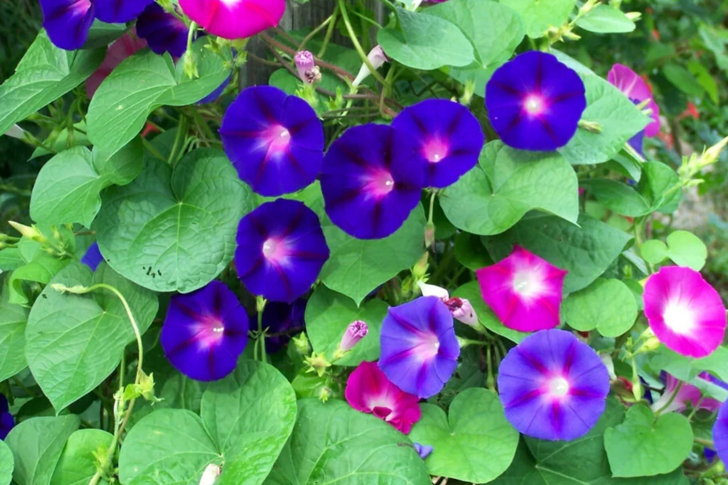 Morning Glory Flower Vine Seeds - Mix, Fast Hardy Climber - Ipomea Purpurea
