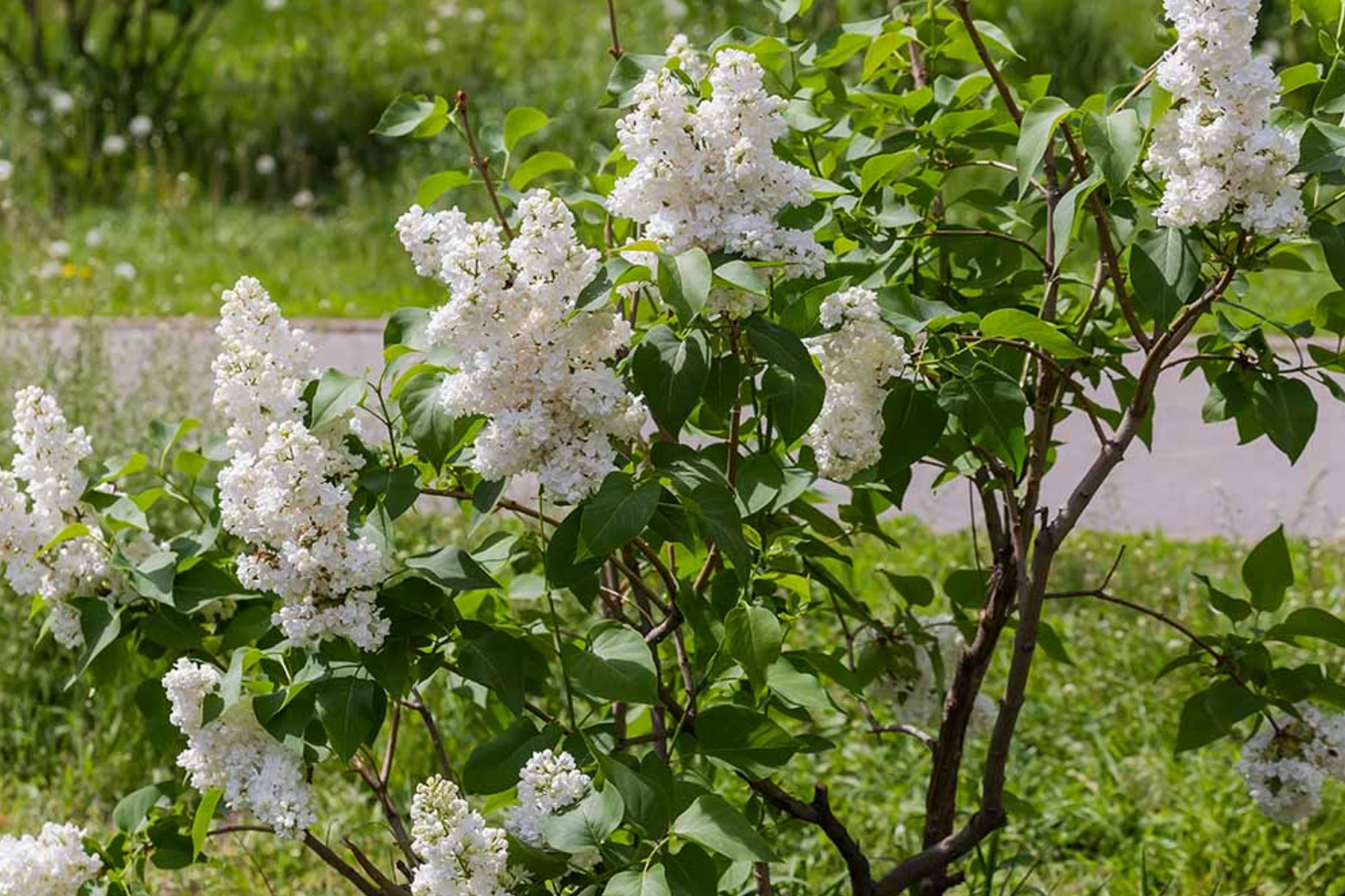 lilac seeds planting Japanese White Lilac Tree Seeds | Cold Hardy Flower Plant | Attracts Butterflies & Hummingbirds