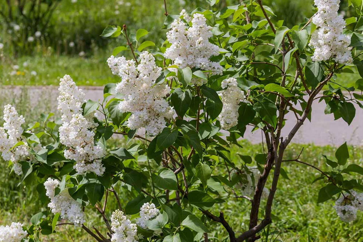 Japanese White Lilac Tree Seeds | Cold Hardy Flower Plant | Attracts Butterflies & Hummingbirds | Syringa reticulata