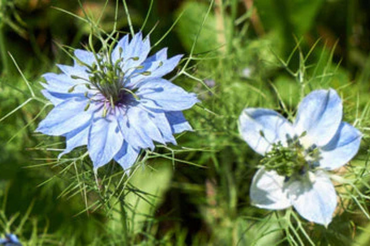 Black Cumin Seeds, Nigella sativa, Heirloom, Culinary Herb, 8-12 Inches Tall, USDA Zones 3-9, Non-GMO