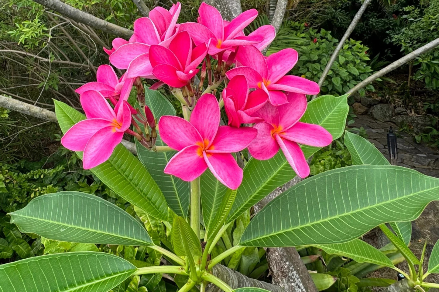 Plumeria Seeds - Mexican Red Frangipani (P. rubra) - Tropical Flowering Tree Seeds