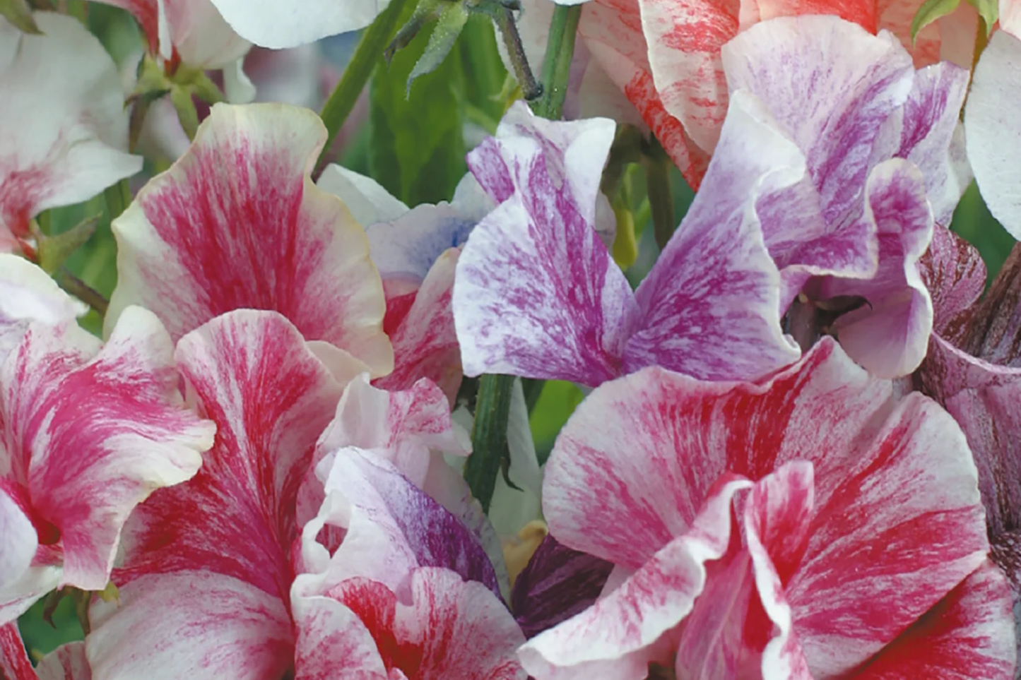 Streamer Mix Sweet Pea Seeds | Heirloom Flower Seeds | Lathyrus odoratus | Non-GMO, Free Shipping