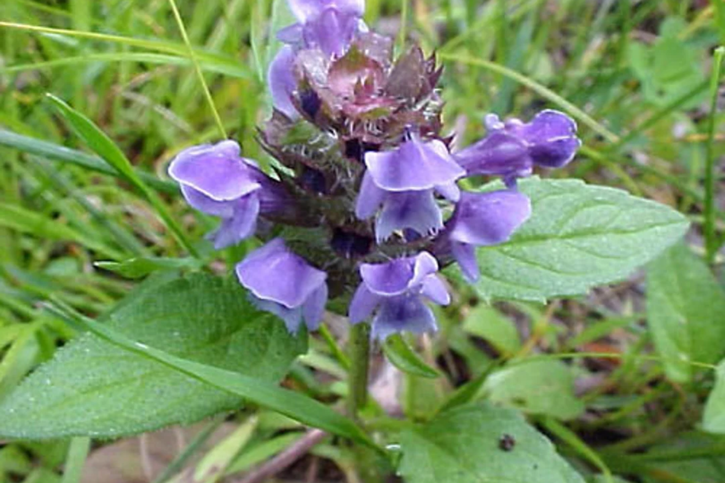 Heal All Seeds - Self Heal Dragon Head - Heart of the Earth - Prunella vulgaris - Free Shipping Available