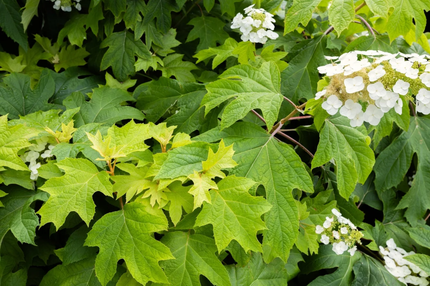 Oakleaf Hydrangea Seeds - Fast Growing, Showy Fall Color - Hydrangea Quercifolia