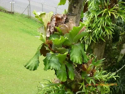 Staghorn Fern Live Mounted Hanging Plant in 6-Inch Pot – Platycerium bifurcatum