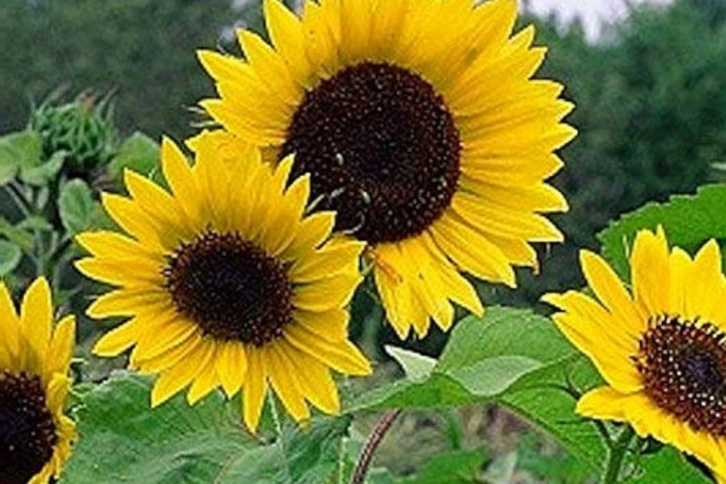 Mammoth Grey-Stripe Sunflower Seeds Bulk | Non-GMO Heirloom Garden Seeds | Helianthus annuus