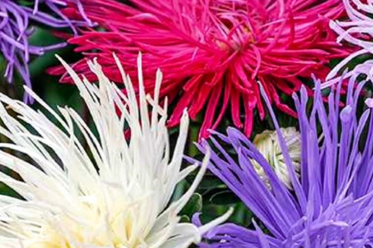 Ostrich Feather Mix Aster Seeds | 50-500 Seeds | Colorful Flower Varieties | Aster spp.
