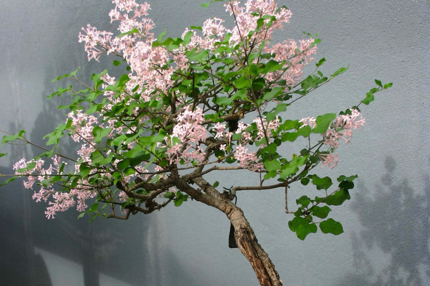 10 Seeds Japanese Cherry Blossom Bonsai - Flowering Sakura Tree Seeds - Pink Flowers, Exotic Bonsai Tree Prunus serrulata