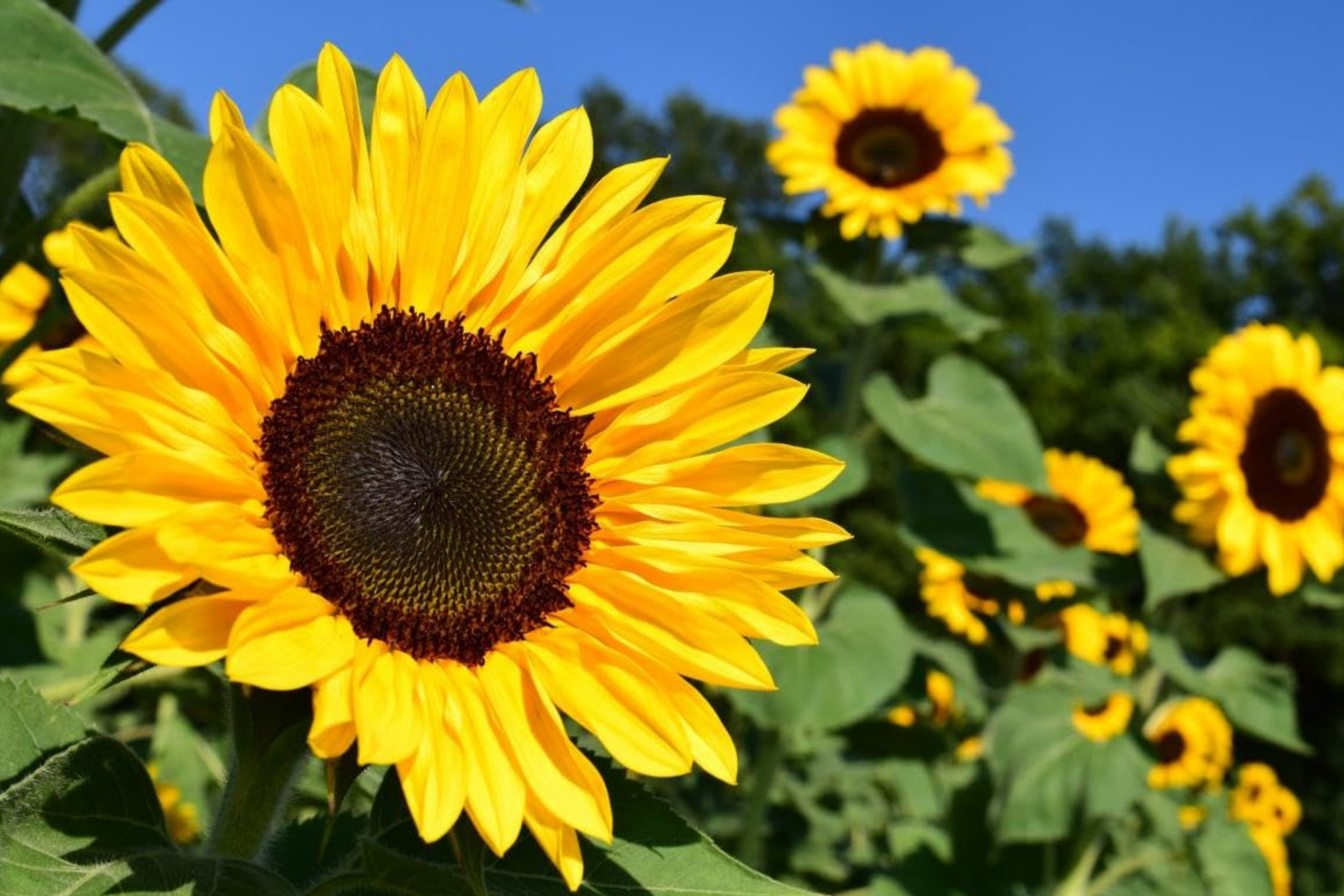 bulk sunflower seeds for planting Bulk Sunflower Seeds for Planting