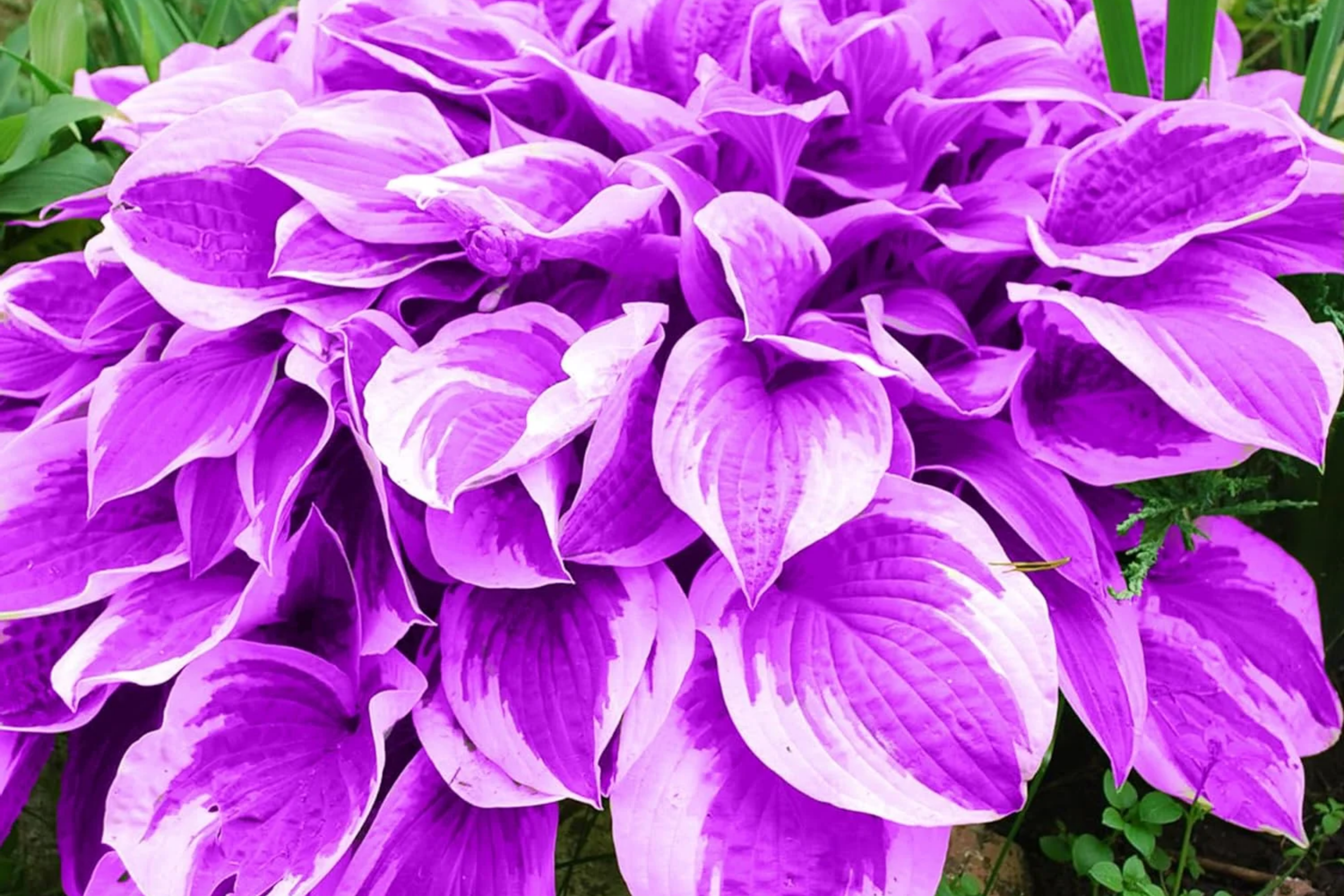 Purple Hosta Seeds - Perennial Plant Seeds for Outdoor Garden - Hosta