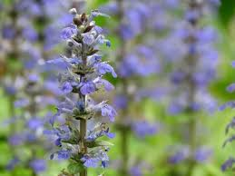 Chocolate Chip Carpet Bugle 1 Live Plant – 4-Inch Pot – Ajuga reptans ‘Chocolate Chip’