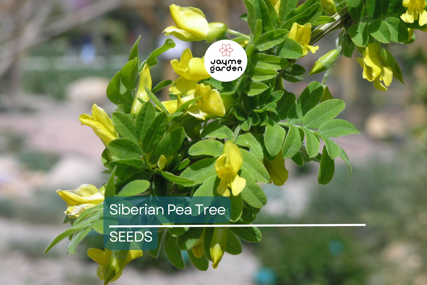 Caragana arborescens Seeds - 25 Count - Siberian Pea Tree - Nitrogen Fixing Shrub - Zone 2-7