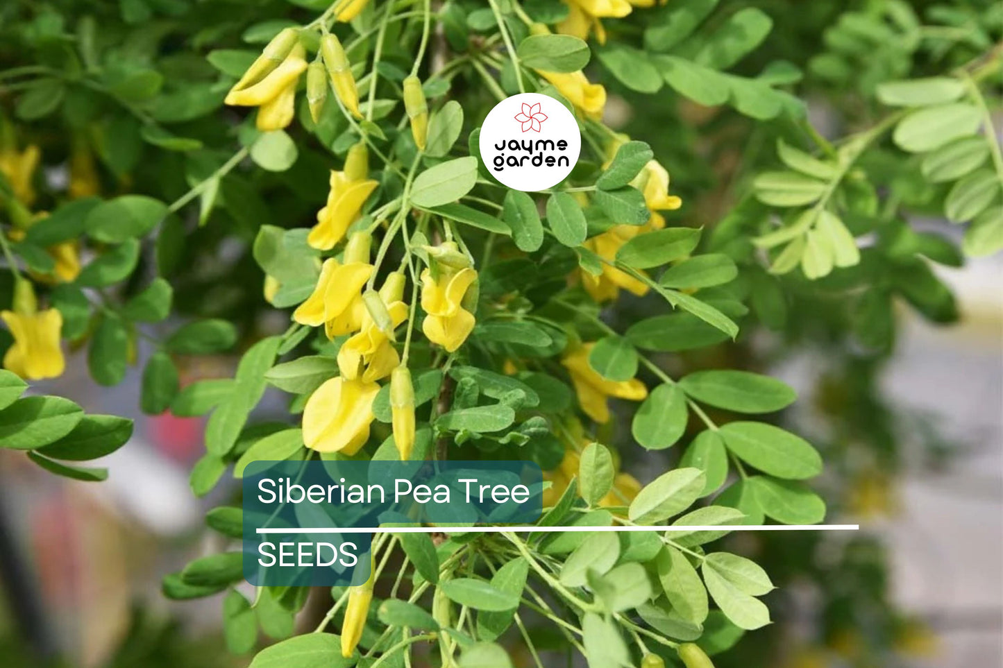 Caragana arborescens Seeds - 25 Count - Siberian Pea Tree - Nitrogen Fixing Shrub - Zone 2-7