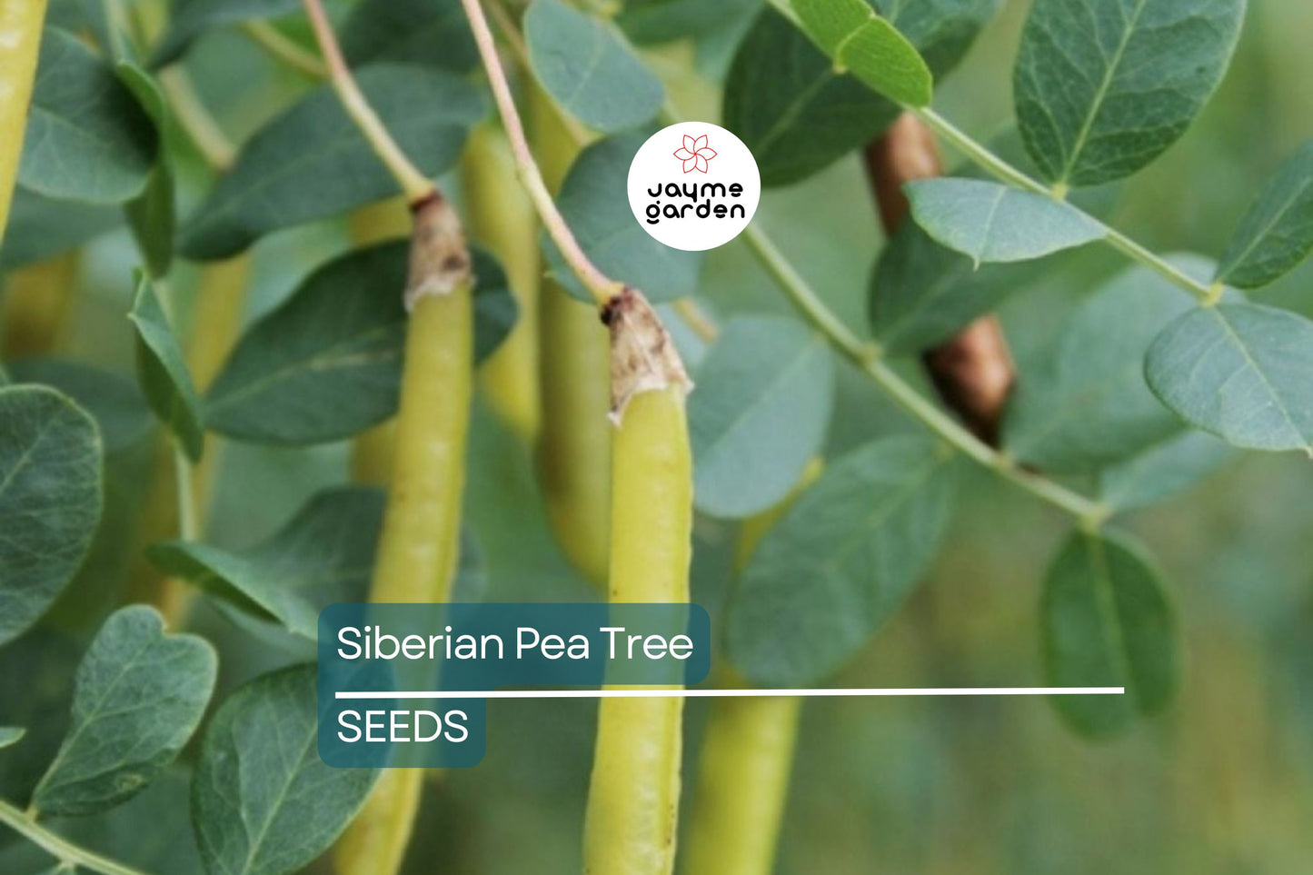 Caragana arborescens Seeds - 25 Count - Siberian Pea Tree - Nitrogen Fixing Shrub - Zone 2-7