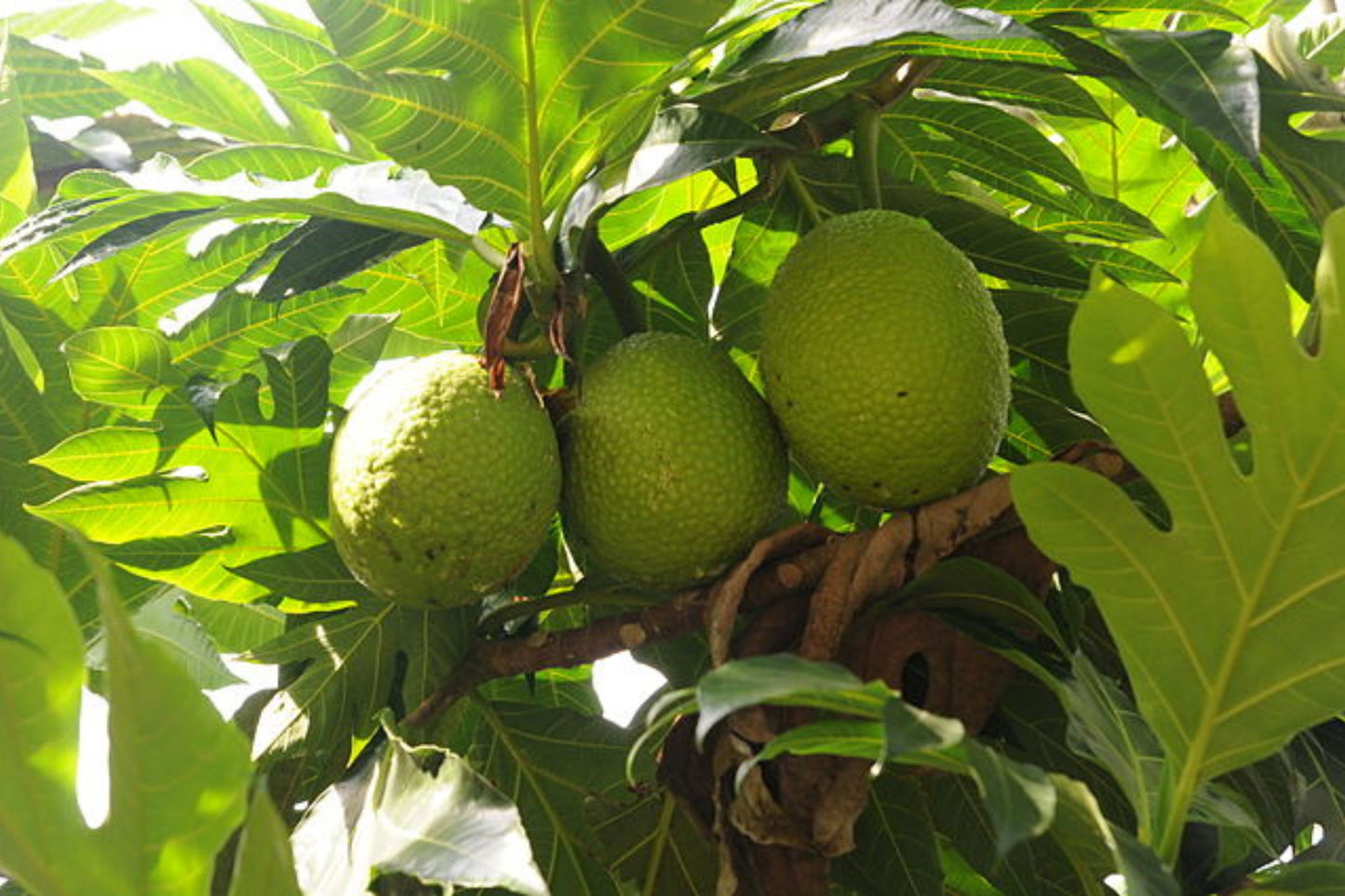 20 Breadfruit Seeds (Artocarpus camansi) - Kluwih Tropical Fruit Seeds for Planting - Grow Nutritious, Exotic Trees for Garden & Orchard