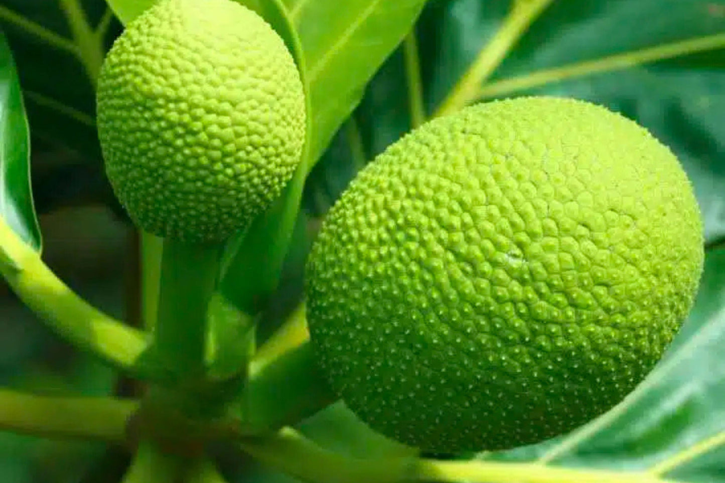 20 Breadfruit Seeds (Artocarpus camansi) - Kluwih Tropical Fruit Seeds for Planting - Grow Nutritious, Exotic Trees for Garden & Orchard