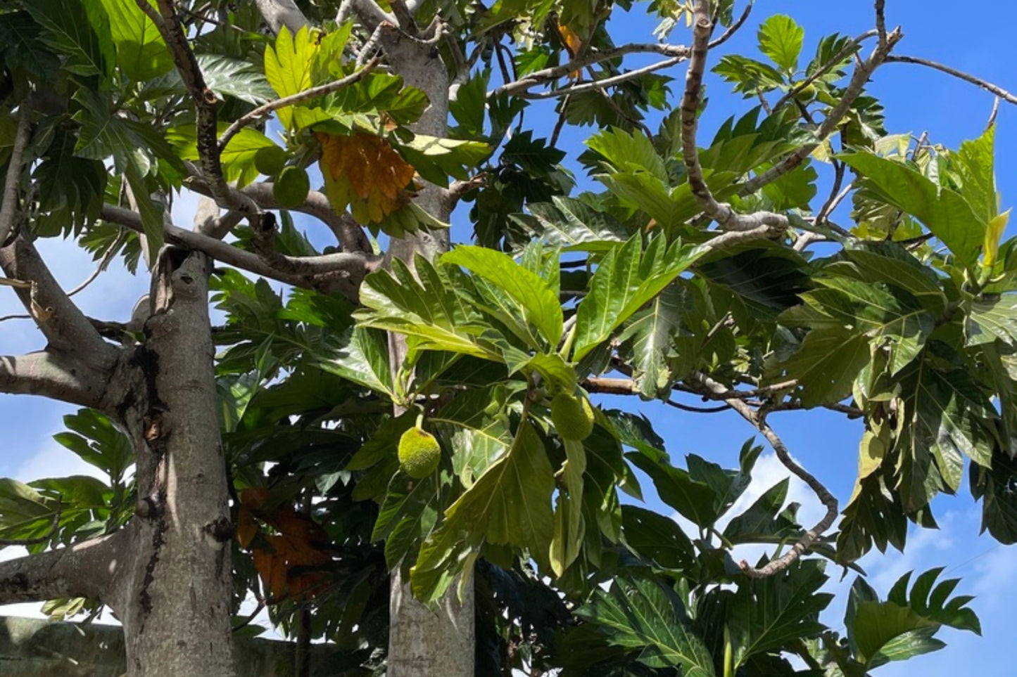 20 Breadfruit Seeds (Artocarpus camansi) - Kluwih Tropical Fruit Seeds for Planting - Grow Nutritious, Exotic Trees for Garden & Orchard