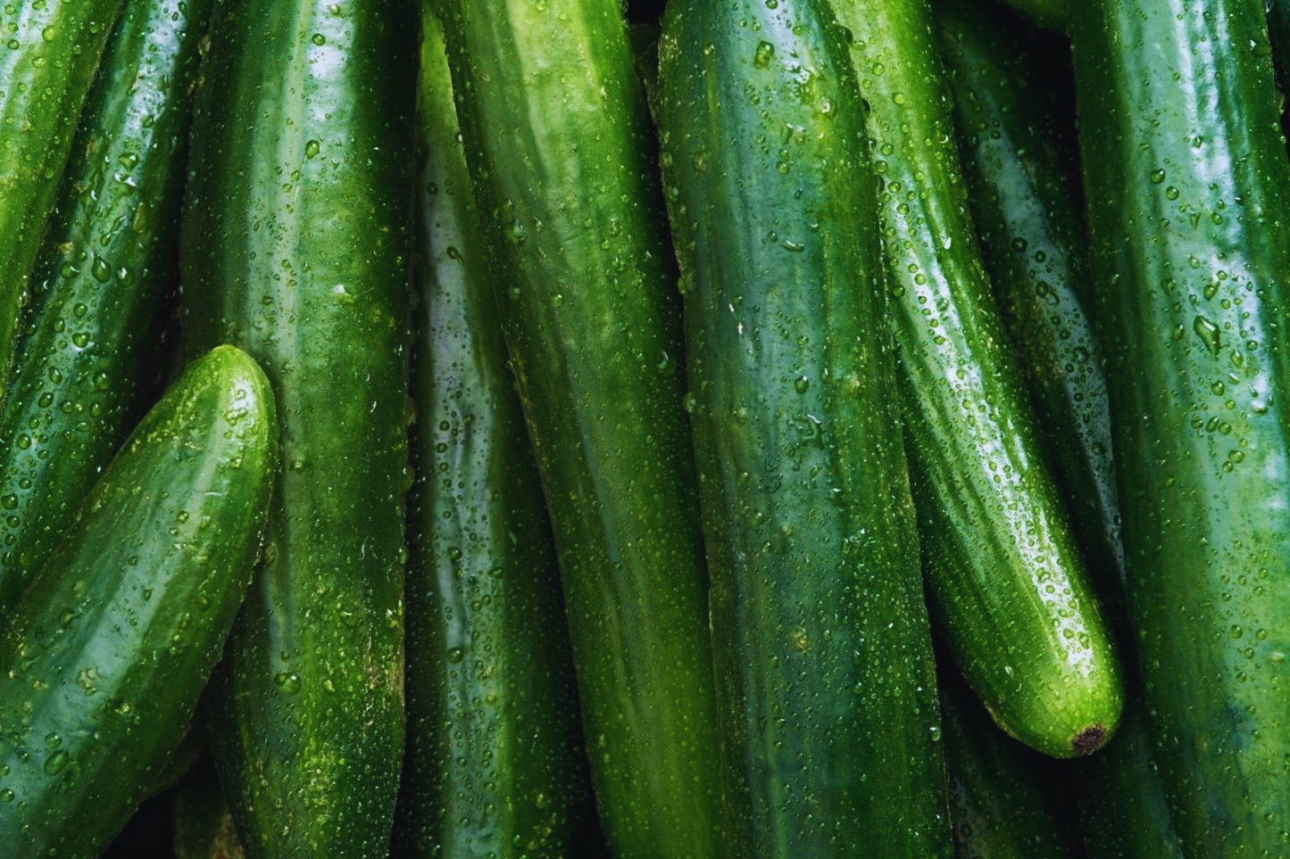 Burpless Cucumber Seeds - Long Summer Hybrid | Vegetable Gardening Seeds for Home Growers