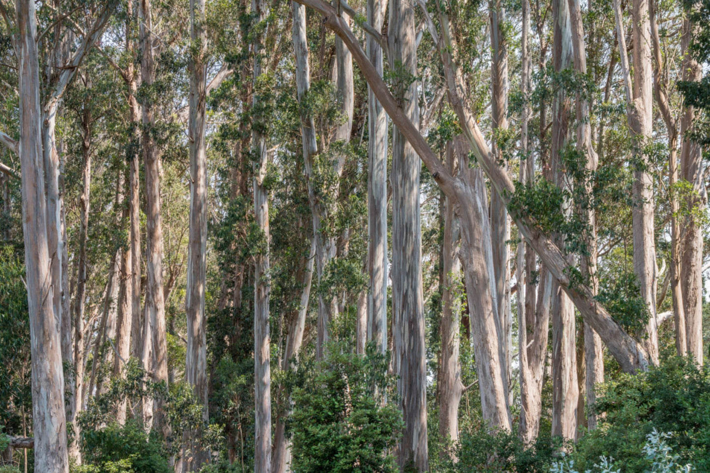 Blue Gum Eucalyptus Starter Plant (Eucalyptus globulus) - Live Plant 2′-3′ Tall - Aromatic Tree for Garden, Landscaping, & Essential Oils