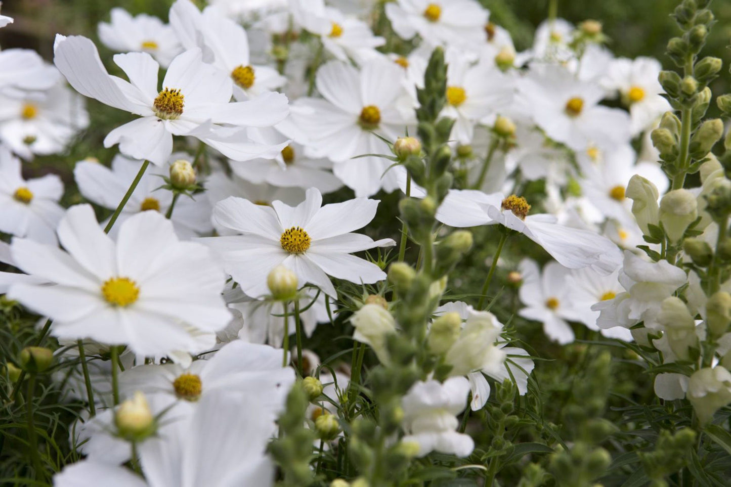 Purity Cosmos Seeds, Cosmos bipinnatus, 3-5 Feet Tall, Pure White Blooms, Fast Growing, USDA Zones 2-10, Non-GMO
