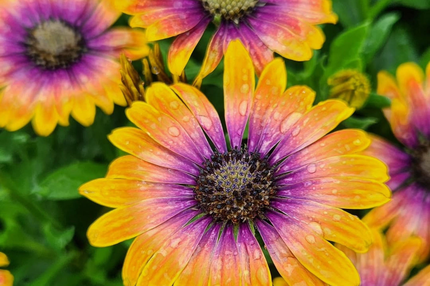 Purple & Yellow Cape Daisy Seeds - 200+ Osteospermum Seeds - USA Grown - - Bicolor Blooms - Drought Tolerant - Butterfly Garden