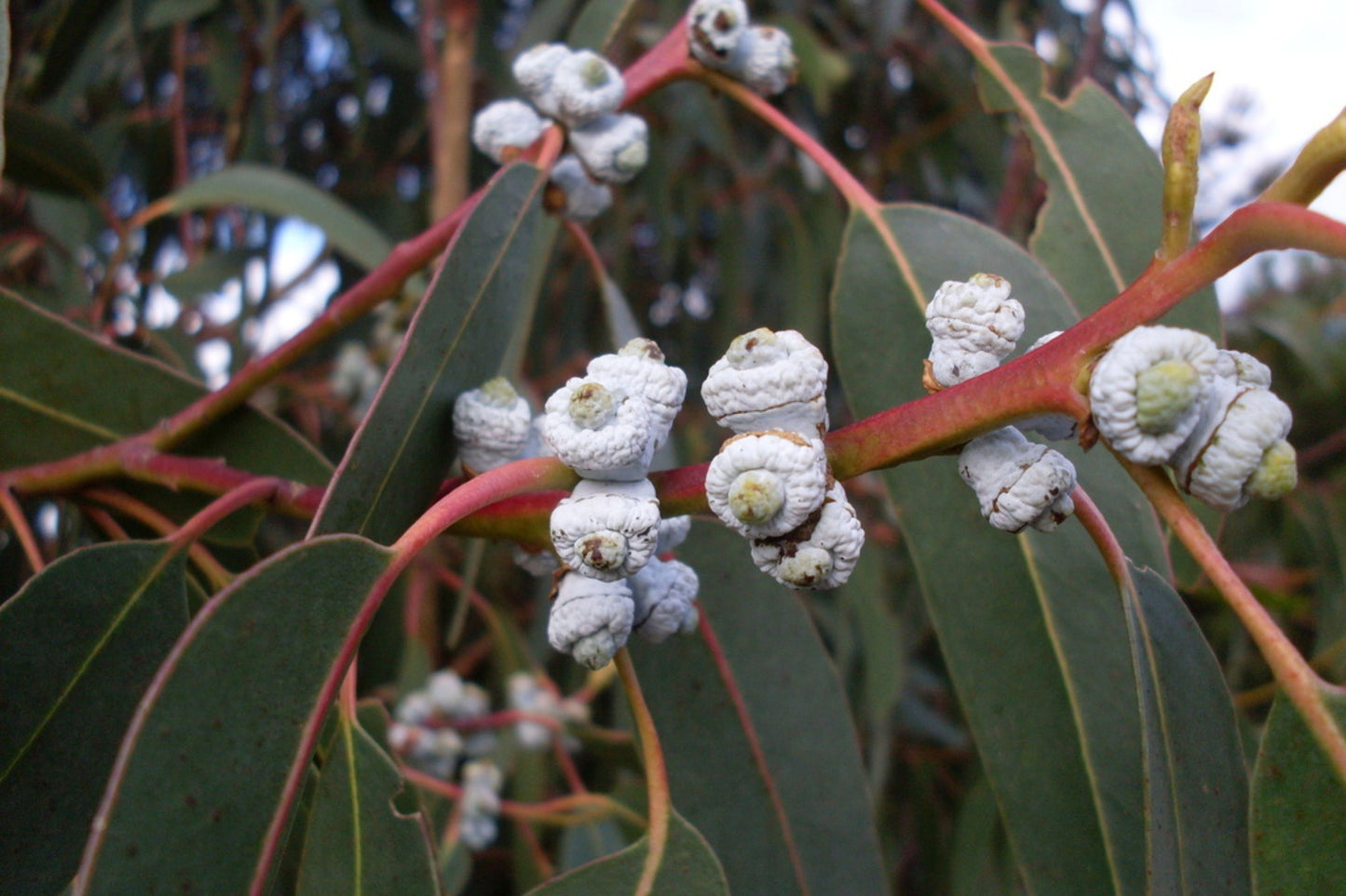 Blue Gum Eucalyptus Starter Plant (Eucalyptus globulus) - Live Plant 2′-3′ Tall - Aromatic Tree for Garden, Landscaping, & Essential Oils