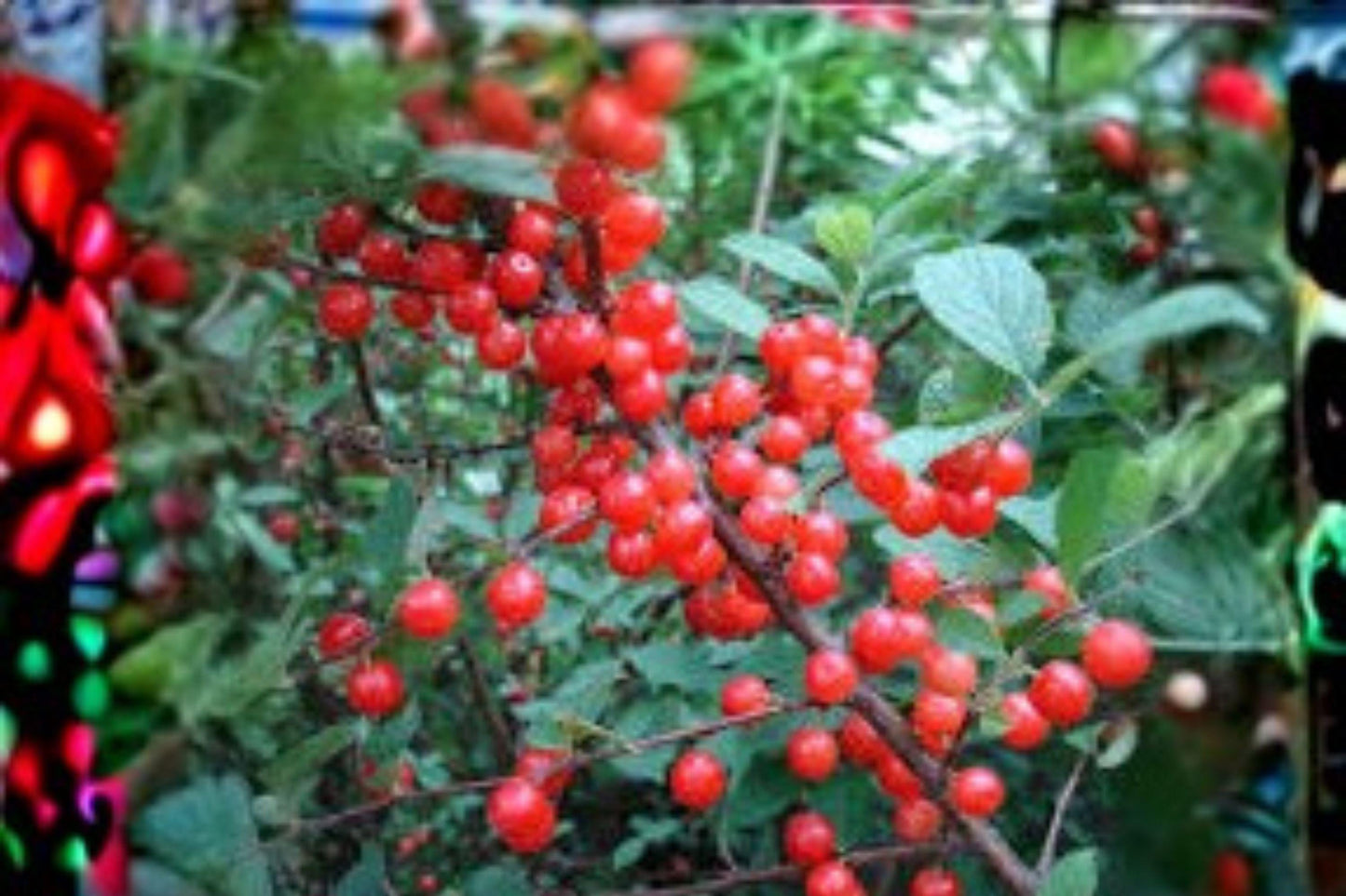 10 Seeds | Prunus tomentosa | Nanking Cherry Shrub | Hardy Fruit Bush | Edible Cherry Plant