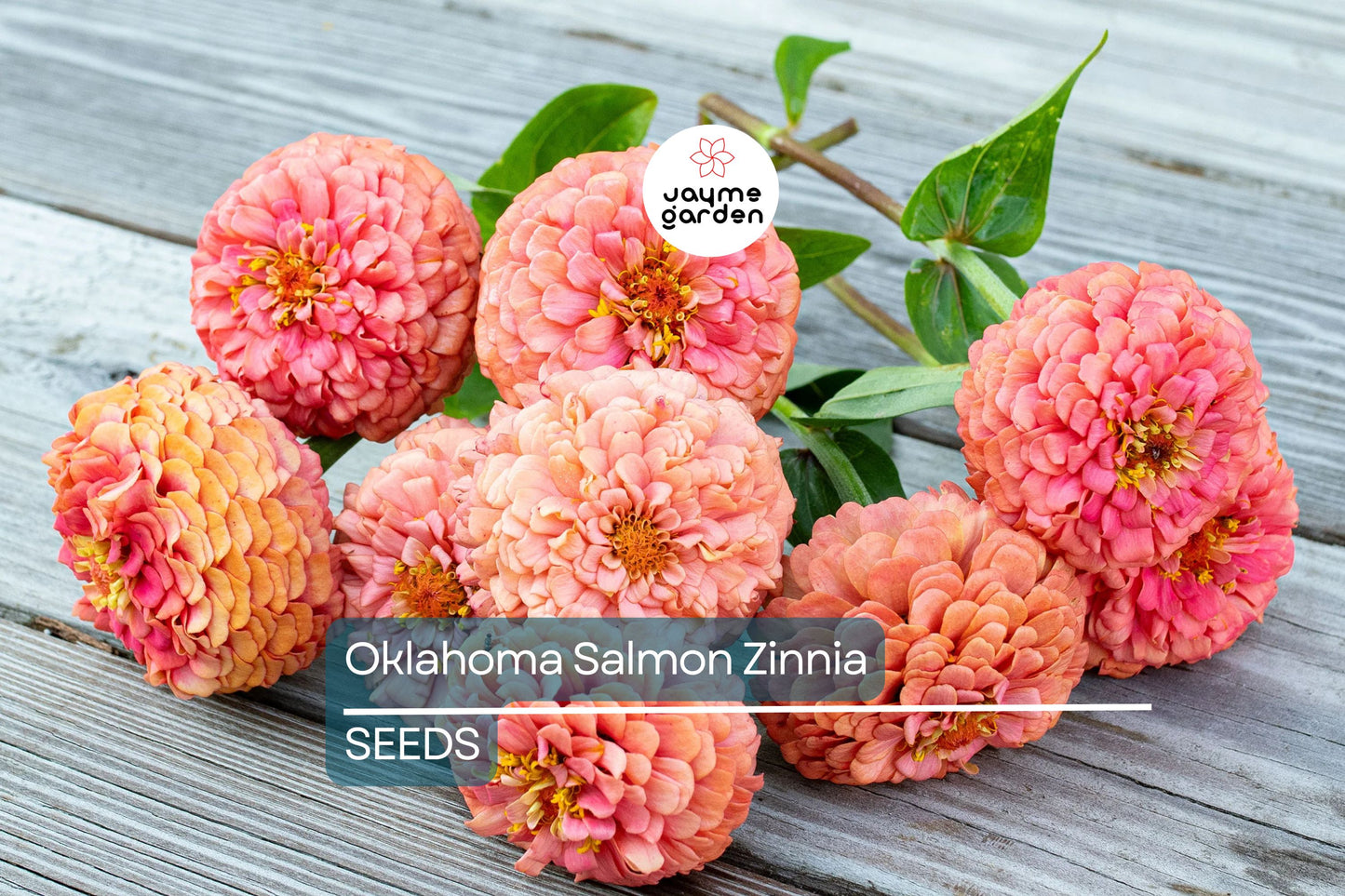 Oklahoma Salmon Zinnia Seeds – 100+ Heirloom Flower Seeds, USA Grown, , Pollinator-Friendly, Cut Flowers