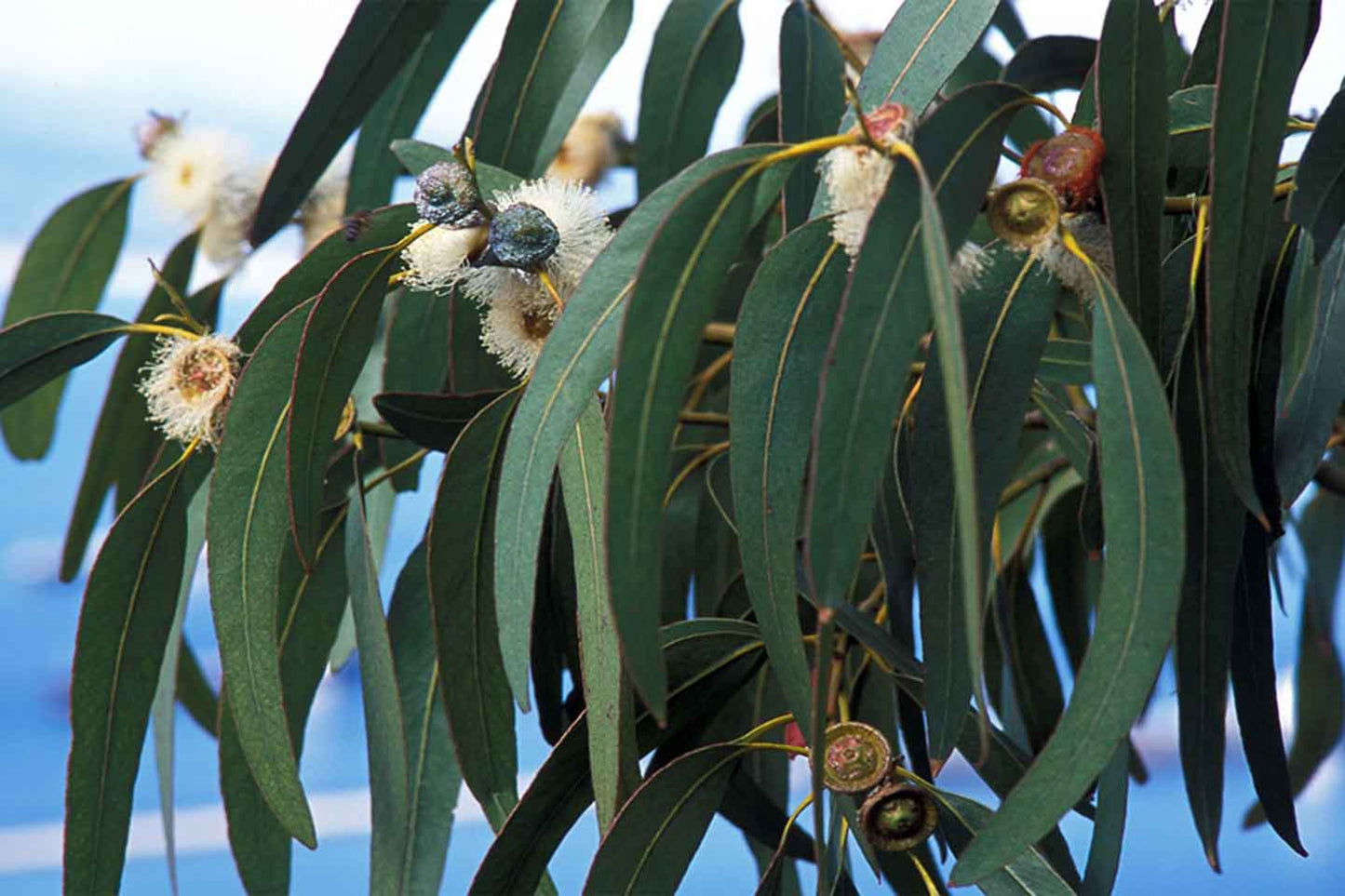 Blue Gum Eucalyptus Starter Plant (Eucalyptus globulus) - Live Plant 2′-3′ Tall - Aromatic Tree for Garden, Landscaping, & Essential Oils