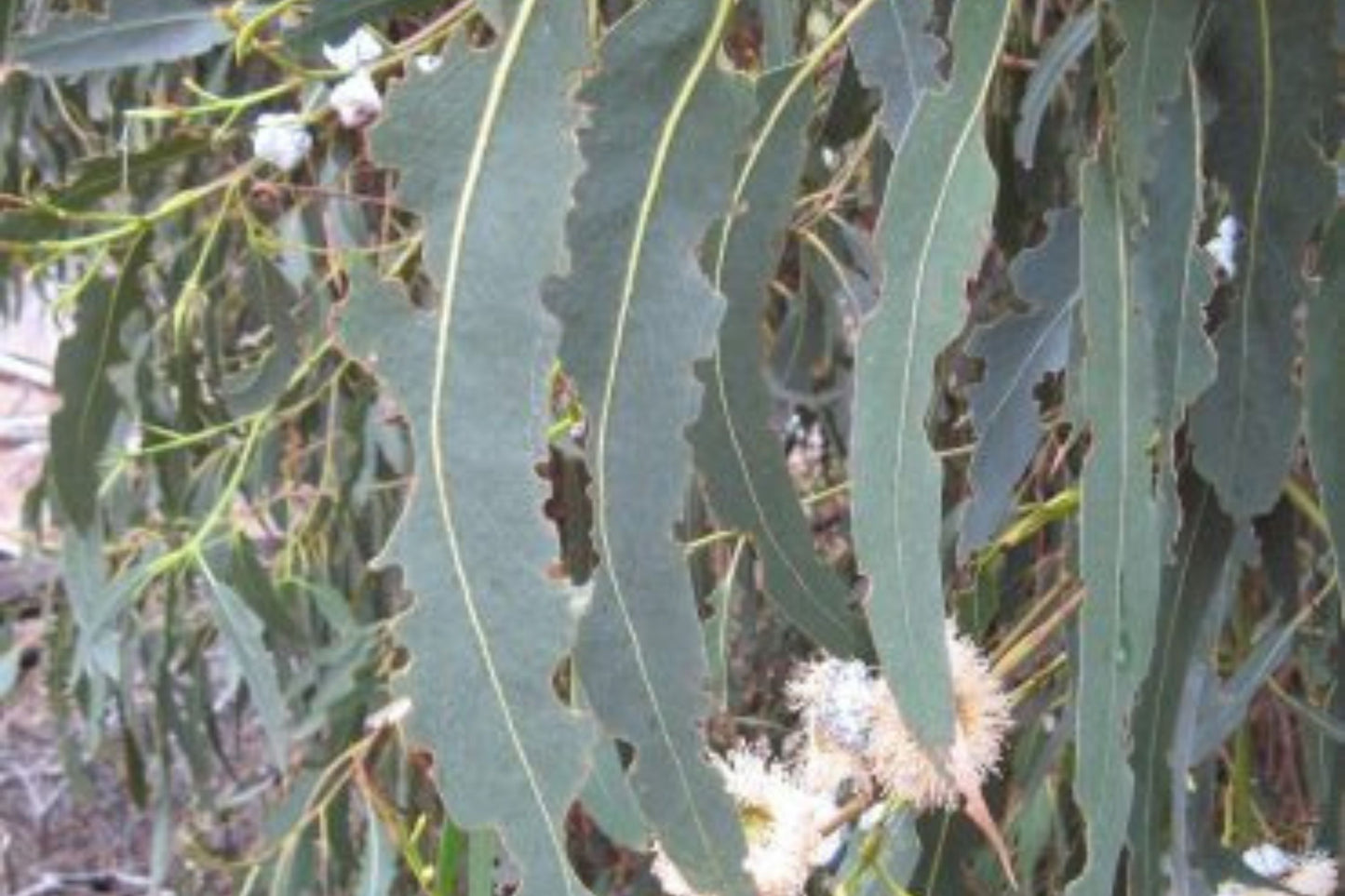 Blue Gum Eucalyptus Starter Plant (Eucalyptus globulus) - Live Plant 2′-3′ Tall - Aromatic Tree for Garden, Landscaping, & Essential Oils