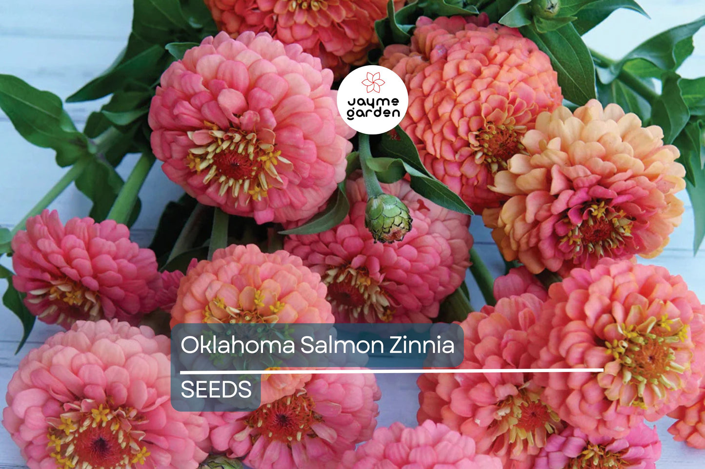Oklahoma Salmon Zinnia Seeds – 100+ Heirloom Flower Seeds, USA Grown, , Pollinator-Friendly, Cut Flowers