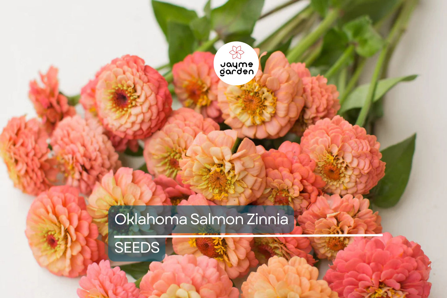 Oklahoma Salmon Zinnia Seeds – 100+ Heirloom Flower Seeds, USA Grown, , Pollinator-Friendly, Cut Flowers