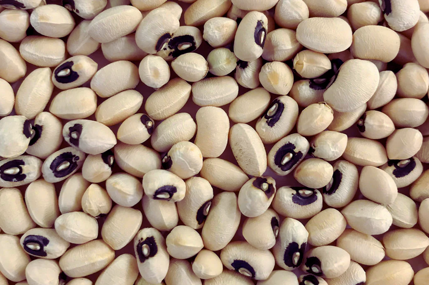 Black-eyed Pea Seeds | Cowpea Variety | Southern Pea | Organic Black Eye Pea Seeds